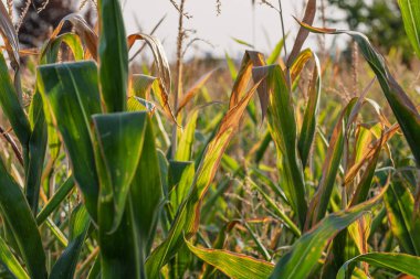 Mısır tarlası. Fırın ve un üretimi için mısır gevrekleri