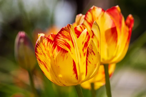 İlkbahar ve yaz doğa sahnesi çiçek açan lalelerle
