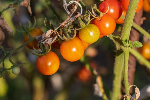 Bir serada sarmaşıktan sarkan olgun domates. Gün batımında domateslerin sağlıklı büyümesi