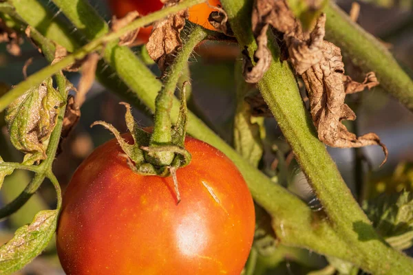 Bir serada sarmaşıktan sarkan olgun domates. Gün batımında domateslerin sağlıklı büyümesi