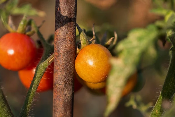 Bir serada sarmaşıktan sarkan olgun domates. Gün batımında domateslerin sağlıklı büyümesi