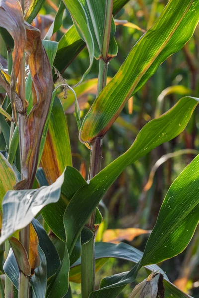 Mısır tarlası. Fırın ve un üretimi için mısır gevrekleri