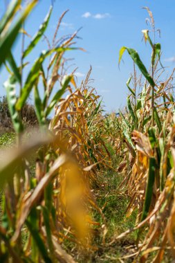 Mısır tarlası. Sonbaharda fırın ve un üretimi için tahıl gevreği