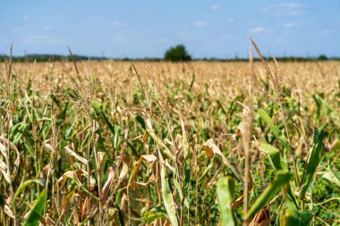 Mısır tarlası. Sonbaharda fırın ve un üretimi için tahıl gevreği