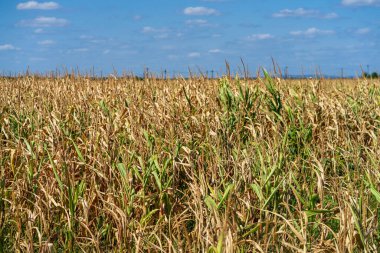 Mısır tarlası. Sonbaharda fırın ve un üretimi için tahıl gevreği