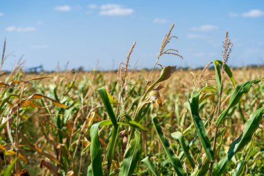 Mısır tarlası. Sonbaharda fırın ve un üretimi için tahıl gevreği