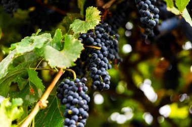 Sarmaşıkta olgun üzümler. Gün batımında üzüm bağında asılmış mor üzümler hasat için hazır.