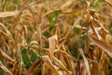 Mısır tarlası. Sonbaharda fırın ve un üretimi için tahıl gevreği