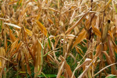 Mısır tarlası. Sonbaharda fırın ve un üretimi için tahıl gevreği