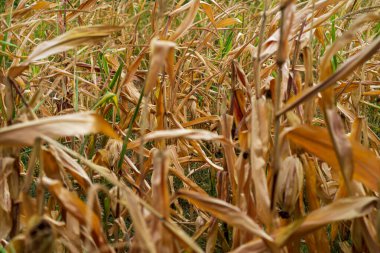 Mısır tarlası. Sonbaharda fırın ve un üretimi için tahıl gevreği