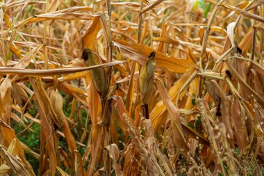 Mısır tarlası. Sonbaharda fırın ve un üretimi için tahıl gevreği