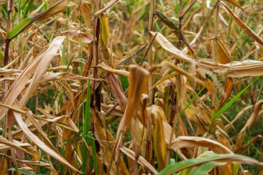 Mısır tarlası. Sonbaharda fırın ve un üretimi için tahıl gevreği