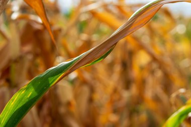 Mısır tarlası. Sonbaharda fırın ve un üretimi için tahıl gevreği