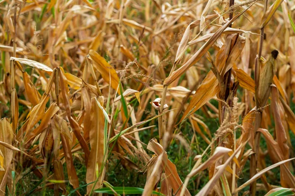 Mısır tarlası. Sonbaharda fırın ve un üretimi için tahıl gevreği