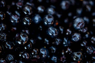 Taze yabanmersini. Taze toplanmış organik yaban mersini.