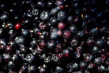 Taze yabanmersini. Taze toplanmış organik yaban mersini.