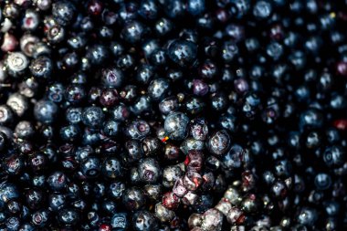 Taze yabanmersini. Taze toplanmış organik yaban mersini.