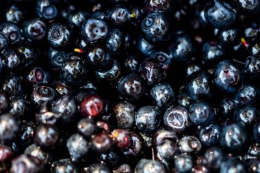 Taze yabanmersini. Taze toplanmış organik yaban mersini.