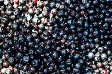 Taze yabanmersini. Taze toplanmış organik yaban mersini.