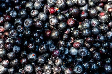 Taze yabanmersini. Taze toplanmış organik yaban mersini.