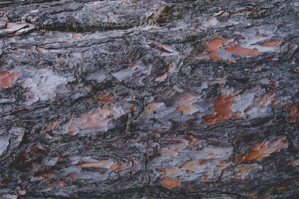 Bakgrund Bark Gamla Träd Gran — Stockfoto