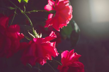 siyah bir zemin üzerine pembe gül güneş ışınları tarafından yorumlanmıştır