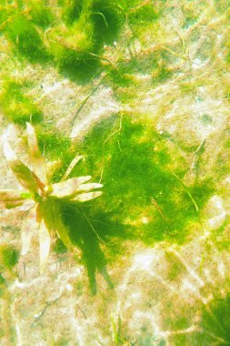 sualtı dünyasının, yosun şeffaf bir göl alt arka plan