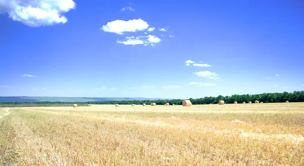 Haystack Field Harvesting Wheat High Season Hot Summer — Stock Photo, Image
