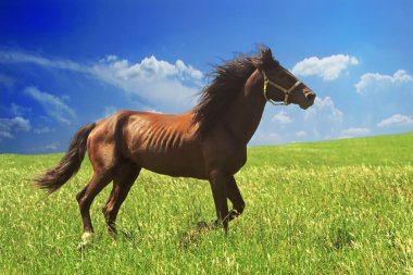 Tarçın rengi at serbestçe yeşil çim ile parlak sulu hills'ın dörtnala çalışır.