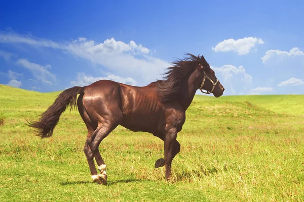 Cavallo Colore Cannella Corre Liberamente Galoppo Volontà Luminose Colline Succose — Foto Stock