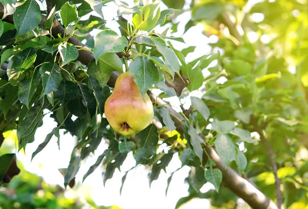 Pera Madura Con Lado Rojo Una Rama Árbol Los Rayos —  Fotos de Stock