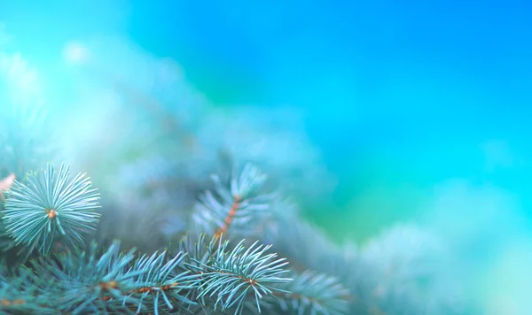 Noel çam dalında yakın kadar mavi arka plan ışık ışınları yansımaları ile yıldızlar ve fenerler güzel bokeh