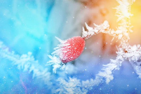 Kuşburnu karda kış bahar tezcan başlangıcından önce frost ile kaplı
