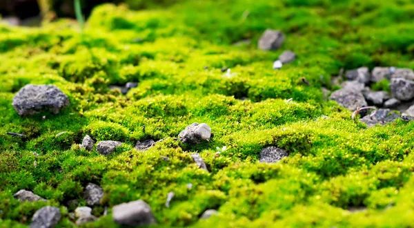 Green Moss Close Use Design Use Background Decoration — Stock Photo, Image