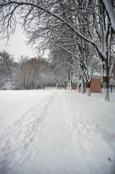 Arbres Sous Neige Paysage Hivernal — Photo