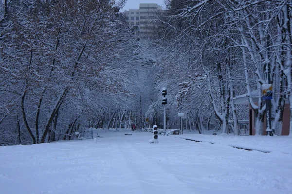 Trees Snow Winter Landscape — Stock Photo, Image