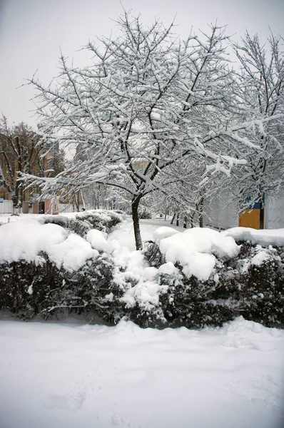 Broussailles Couvertes Neige Fond — Photo