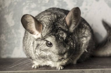 Çiftçi. Gri arka planda sevimli hayvan