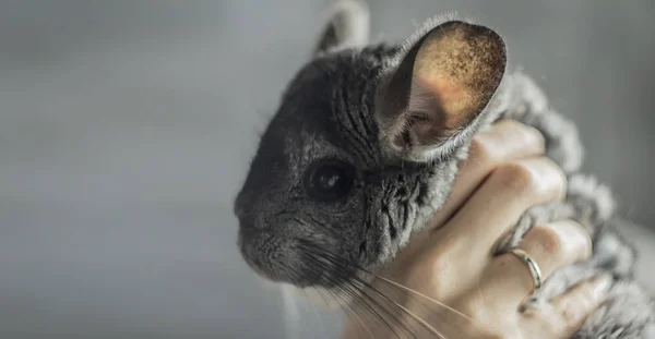 Chinchilla snuit. — Stockfoto