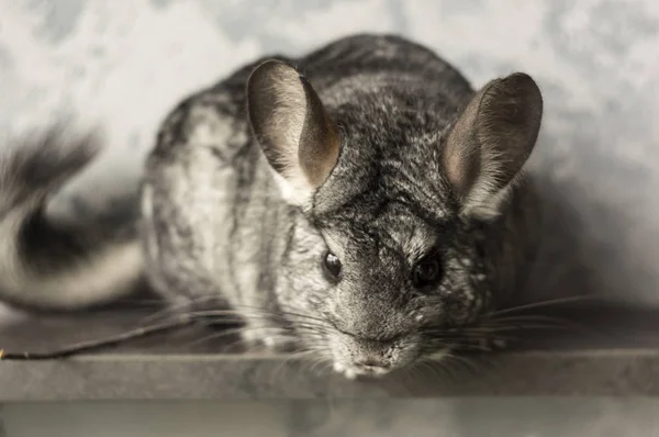 Chinchilla. Schattig dier op een grijze achtergrond — Stockfoto