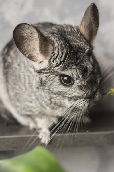 Chinchilla. Schattig dier op een grijze achtergrond — Stockfoto