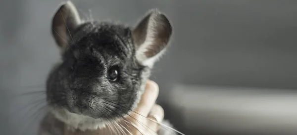 Bozal Chinchilla . —  Fotos de Stock