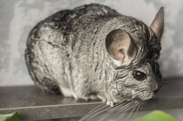 チンチラ。灰色の背景にかわいい動物 — ストック写真