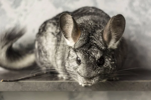 钦奇利亚灰色背景上的可爱动物 — 图库照片