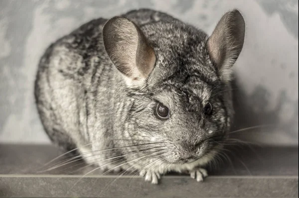 Chinchilla. Schattig dier op een grijze achtergrond — Stockfoto