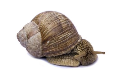 Salyangoz beyaz üzerine izole