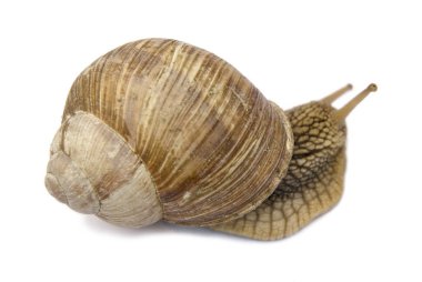 Salyangoz beyaz üzerine izole