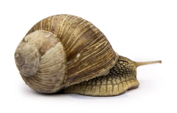 Caracol isolado em branco — Fotografia de Stock