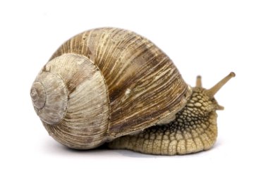 Beyaz arka plan üzerinde izole Bahçe salyangoz