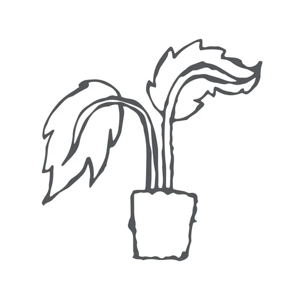 Planta de interior dibujado a mano en blanco y negro — Vector de stock